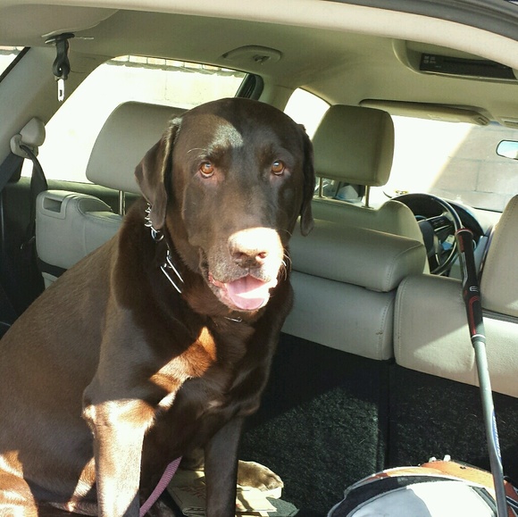 Meet your Posher, Gillian - Picture 1 of 1